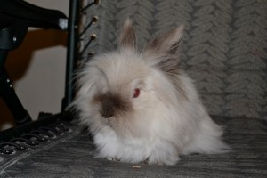 Our Lionhead Rabbit, stole the hearts of everyone in our house!