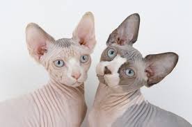 2 Hairless Sphynx Cats