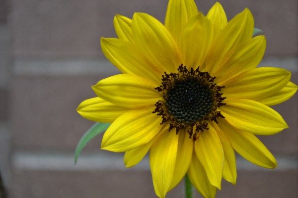 Still holding on through the cold weather!