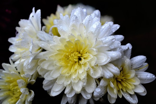 Frosted Flowers October 19, 2014
