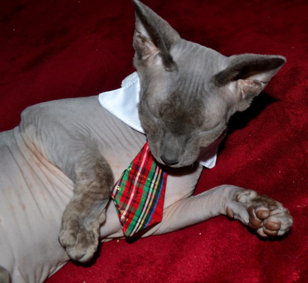 Benny Christmas Eve 12-24-2014 004