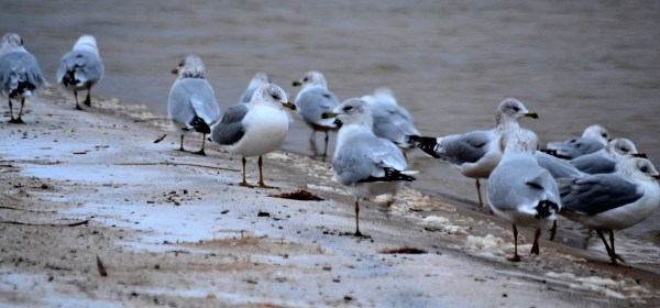 First Day Of Winter 12-21-2014 005