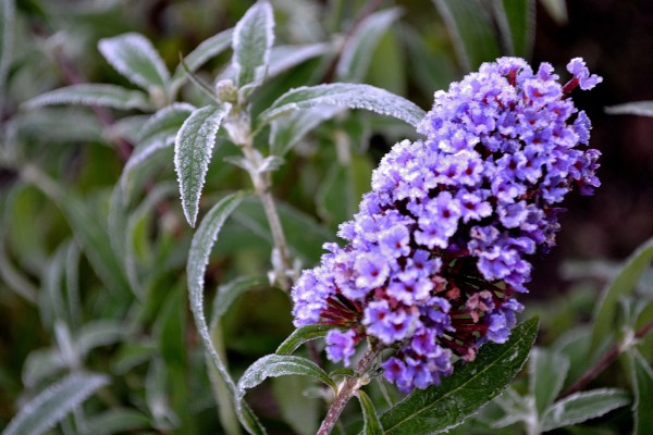Frosted Leaves and books 10-19-2014 035
