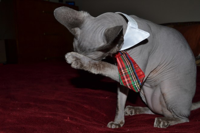 Benny Christmas Eve 12-24-2014 006