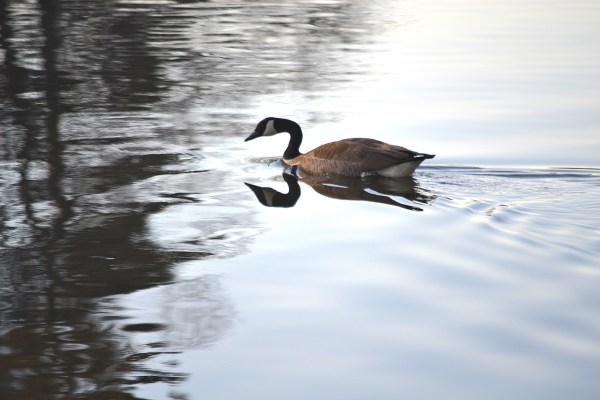 McGraft Park 4-11-2015 006