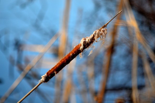 McGraft Park 4-11-2015 007