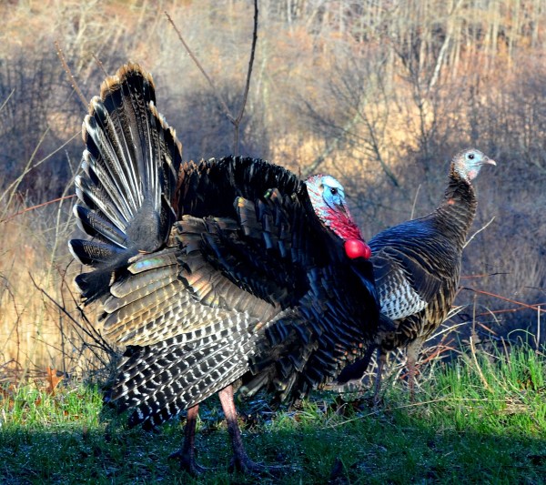 McGraft Park 4-11-2015 019