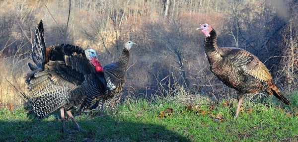 McGraft Park 4-11-2015 020