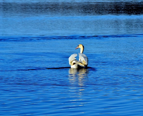 Whitehall - Montague 4-14-2015 013