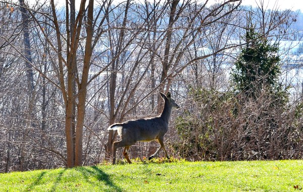 Whitehall - Montague 4-14-2015 024