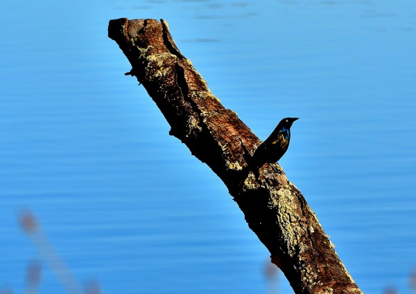 Whitehall - Montague 4-14-2015 056