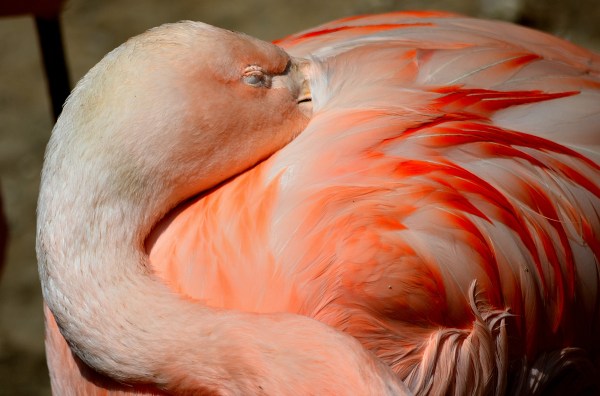 John Ball Park Zoo 7-2-2015 036