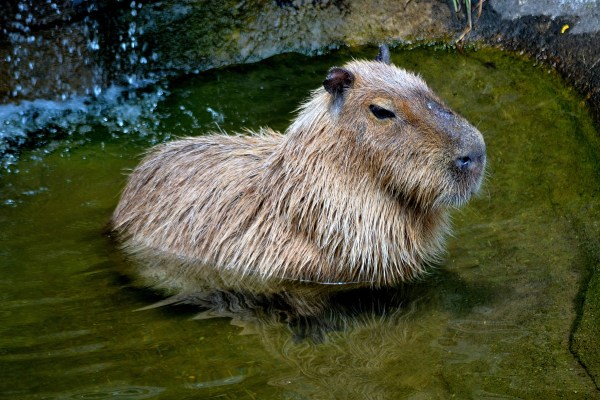 John Ball Park Zoo 7-2-2015 049