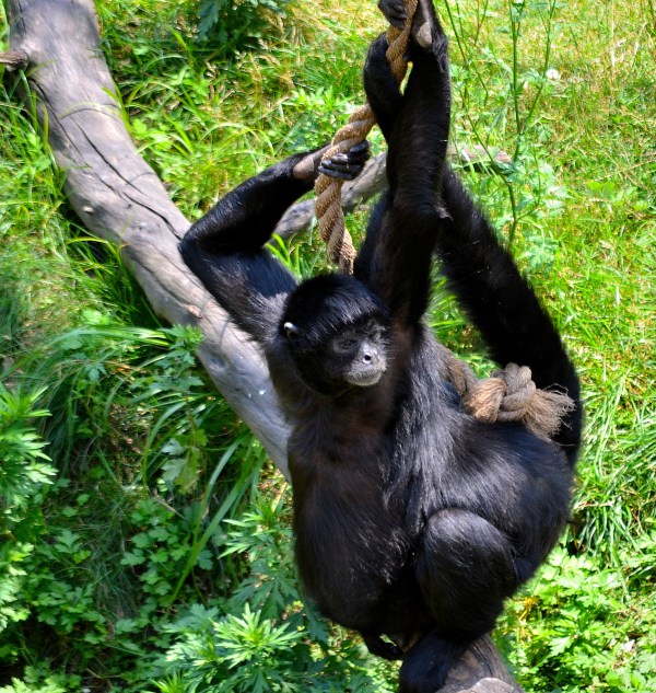 John Ball Park Zoo 7-2-2015 051