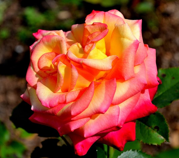 John Ball Park Zoo 7-2-2015 080