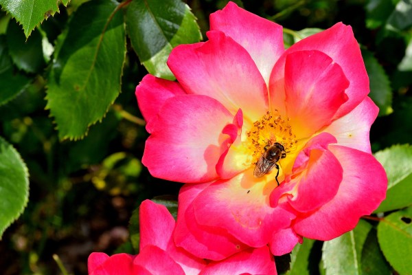 John Ball Park Zoo 7-2-2015 083