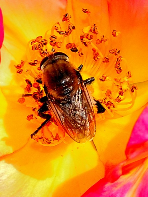 John Ball Park Zoo 7-2-2015 084