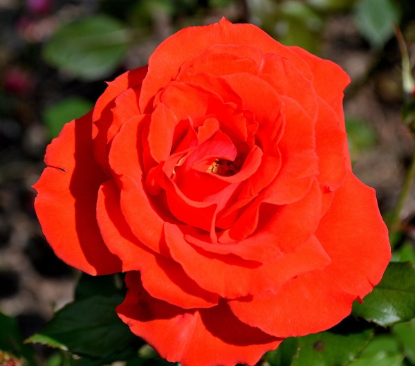 John Ball Park Zoo 7-2-2015 085