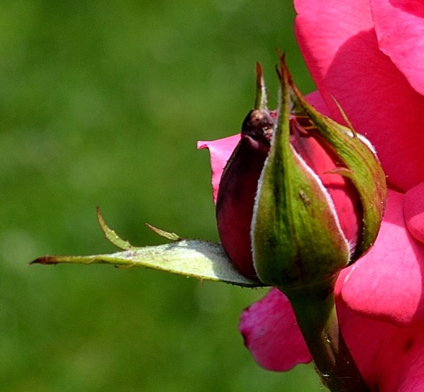 John Ball Park Zoo 7-2-2015 088