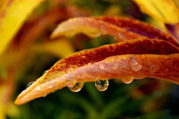 Sunrise 7-3-2015 013