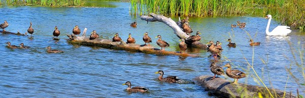 Bike Path 8-22-2015 012