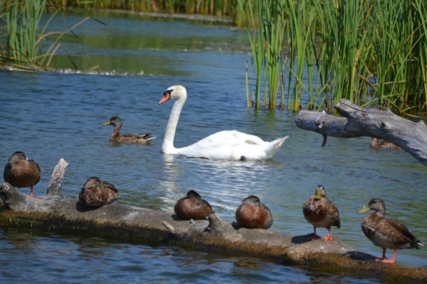 Bike Path 8-22-2015 015