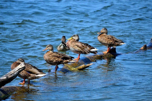 Bike Path 8-22-2015 031