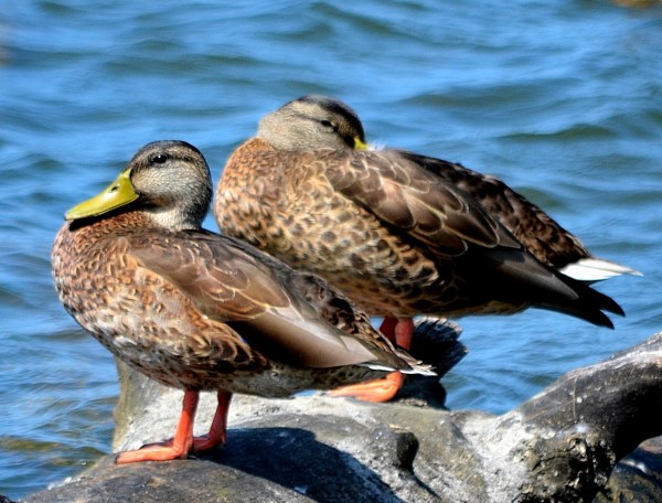 Bike Path 8-22-2015 032