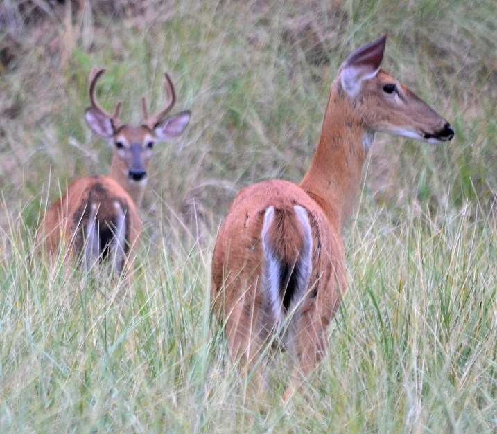 Sunday Morning 8-30-2015 043