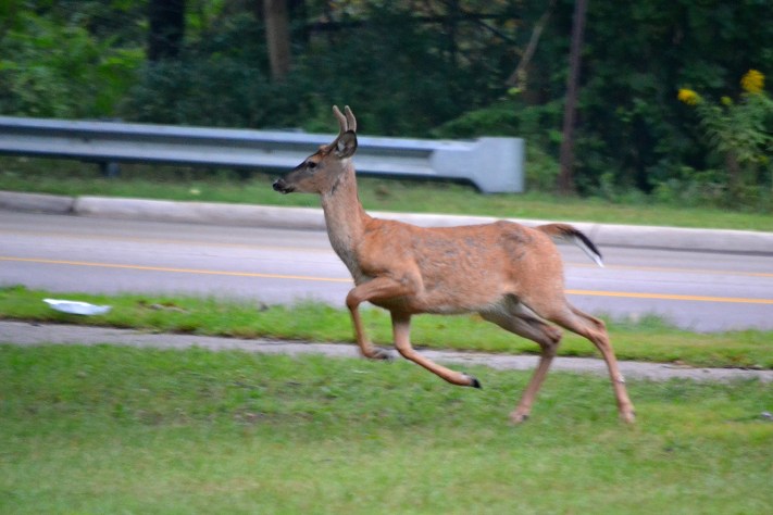 Sunday Morning 8-30-2015 054