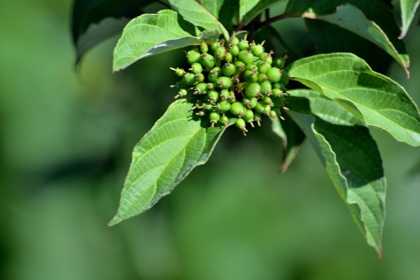 Sunrise and Kruse park 8-17-16 015