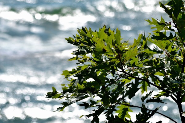 Sunrise and Kruse park 8-17-16 027