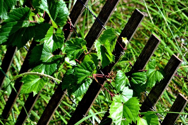 Sunrise and Kruse park 8-17-16 044