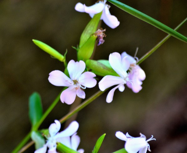 Sunrise and Kruse park 8-17-16 045