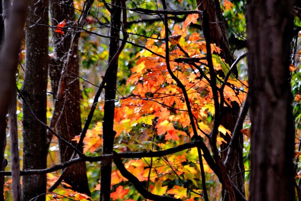 hart-mi-10-21-16-004