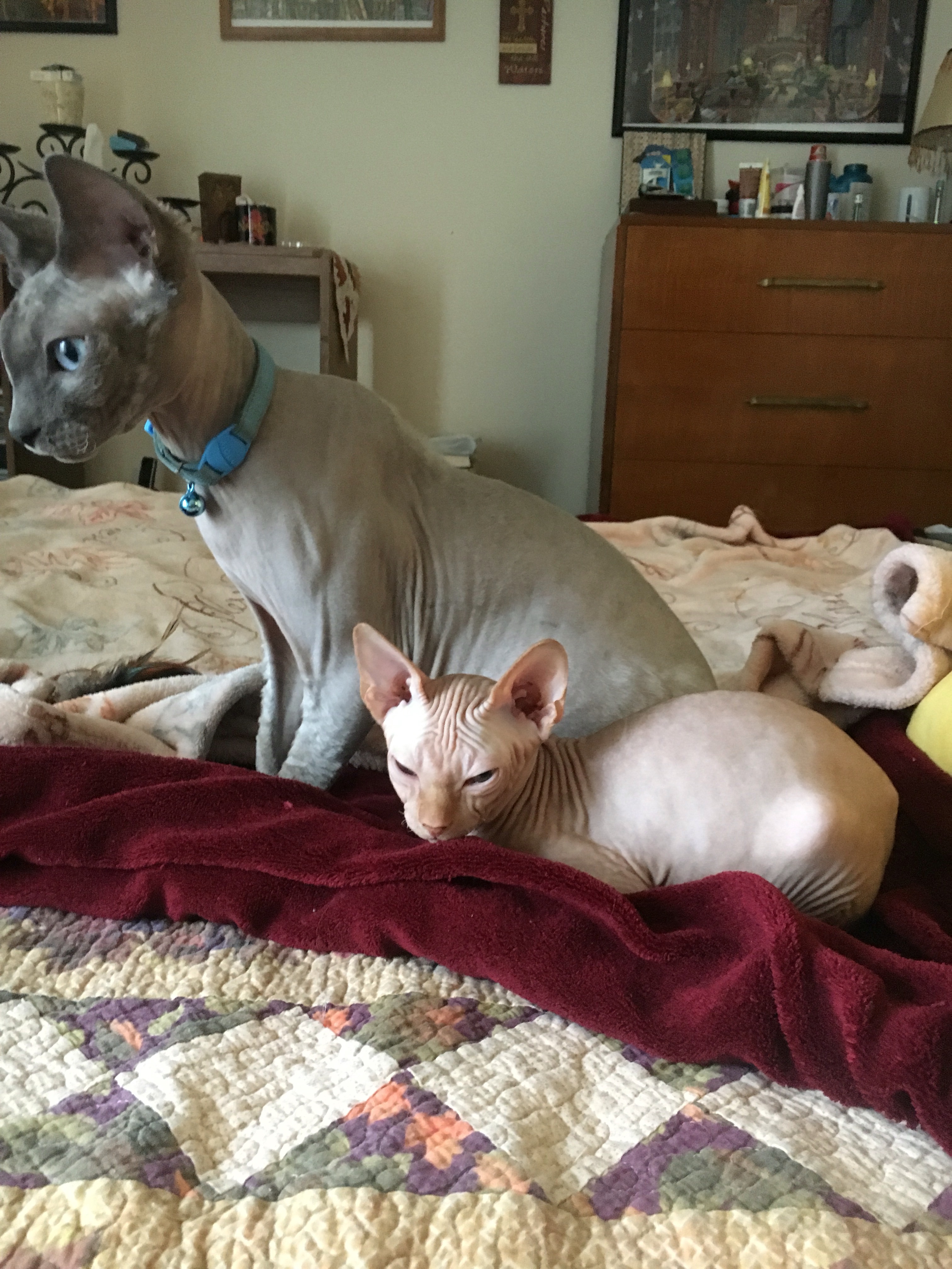 Benny and Franklin 3